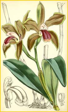   ( Cattleya bicolor )  Curtis's Botanical Magazine 1856
