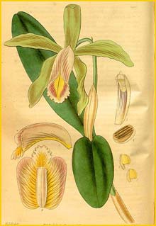    ( Cattleya forbesii )  Curtis's Botanical Magazine 1833