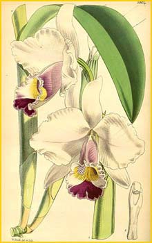    ( Cattleya candida )  Curtis's Botanical Magazine 1865