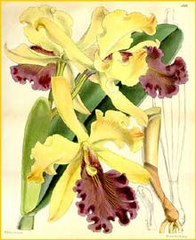   ( Cattleya dowiana )  Curtis's Botanical Magazine 1867