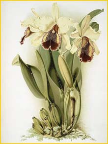  ( Cattleya dowiana aurea )  by Frederick Sander 1888