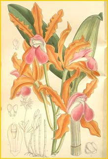    ( Cattleya elongata )  Curtis's Botanical Magazine 1897