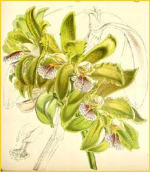    ( Cattleya granulosa )  Curtis's Botanical Magazine 1858