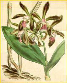    ( Cattleya guttata )  Curtis's Botanical Magazine 1839
