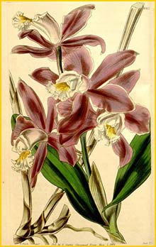    ( Cattleya intermedia )  Curtis's Botanical Magazine 1844