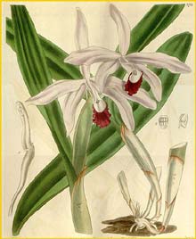    ( Cattleya intermedia )  Curtis's Botanical Magazine 1840