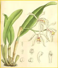    ( Cattleya iricolor )  Curtis's Botanical Magazine 1893