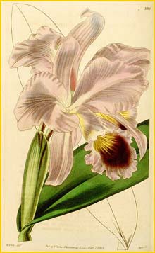    ( Cattleya labiata )  Curtis's Botanical Magazine 1843