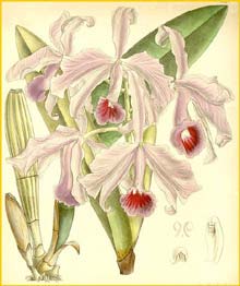    ( Cattleya lawrenceana )  Curtis's Botanical Magazine 1890