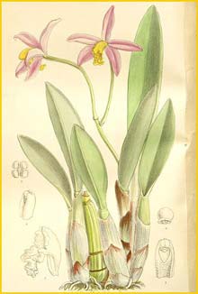   ( Cattleya longipes )  Curtis's Botanical Magazine 1897