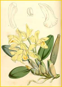   ( Cattleya luteola ) Curtis's Botanical Magazine 