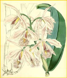   ( Cattleya maxima ) Curtis's Botanical Magazine 1856