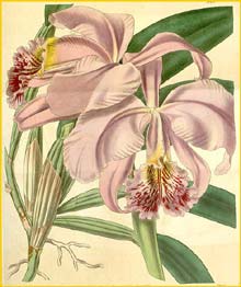   ( Cattleya mossiae ) Curtis's Botanical Magazine 1839