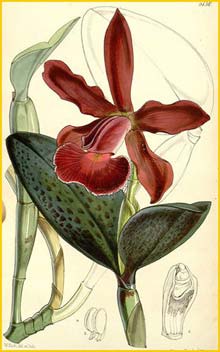   ( Cattleya schilleriana ) Curtis's Botanical Magazine 1859