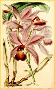   ( Cattleya violacea ) Curtis's Botanical Magazine 1844