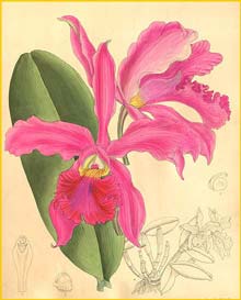   ( Cattleya whitei ) Curtis's Botanical Magazine 1900