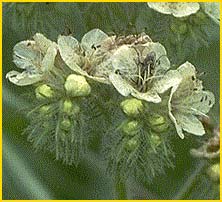   ( Phacelia cicutaria )