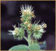   .  ( Phacelia heterophylla ssp. virgata )