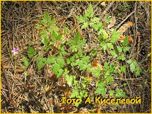   ( Geranium robertianum )