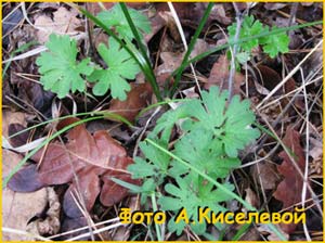  - ( Geranium sanguineum )