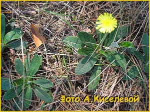   ( Hieracium pilosella )