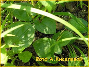   ( ajanthemum / Convallaria bifolium )