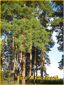   ( Pinus sylvestris )