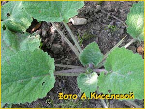 Шалфей мускатный ( Salvia sclarea )