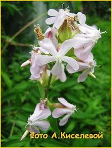   ( Saponaria officinalis )