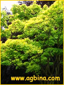    ( Acer shirasawanum ssp.aureum )
