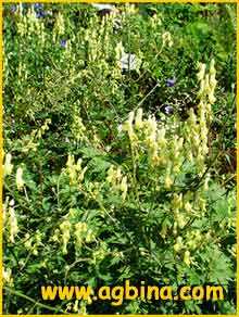    .  ( Aconitum lycoctonum ssp. vulparia )