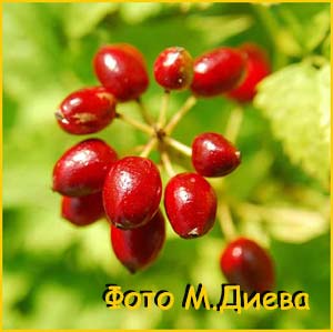   ( Actaea erythrocarpa )