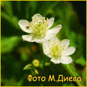   ( Anemone rivularis )