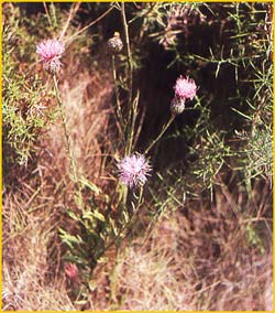   /  ( Centaurea rhapontica )