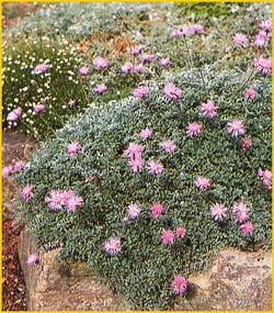   ( Centaurea simplicicaulis )