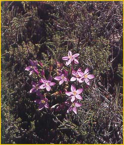   ( Centaurium erythraea )