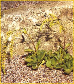 X  ( Chiastophyllum oppositifolium )