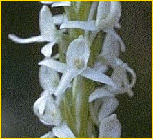   ( Platanthera leucostachys )