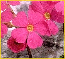   ( Primula suffrutescens )