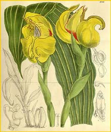   ( Anguloa cliftonii ) Curtis's Botanical Magazine