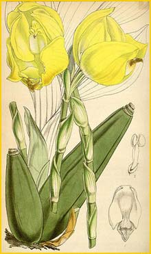   ( Anguloa clowessii ) Curtis's Botanical Magazine, 1847