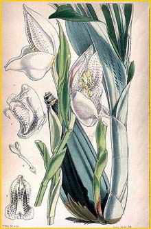   ( Anguloa uniflora ) Curtis's Botanical Magazine