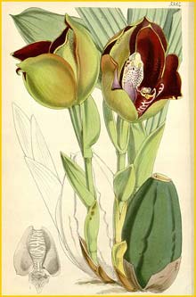  ( Anguloa ruckeri ) Curtis's Botanical Magazine 1863