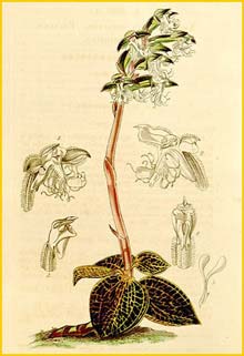   ( Anoectochilus setaceus ) Curtis's Botanical Magazine