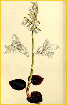   .  ( Anoectochilus setaceus var. inornatus ) Curtis's Botanical Magazine 1860