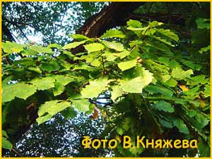   ( Quercus mongolica )