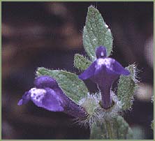   ( Scutellaria antirrhinoides )