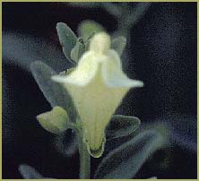   ( Scutellaria californica )