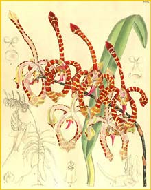   /  ( Arachnis annamensis ) Curtis's Botanical Magazine 1906
