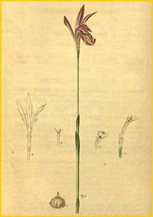   ( Arethusa bulbosa ) Curtis's Botanical Magazine 1821